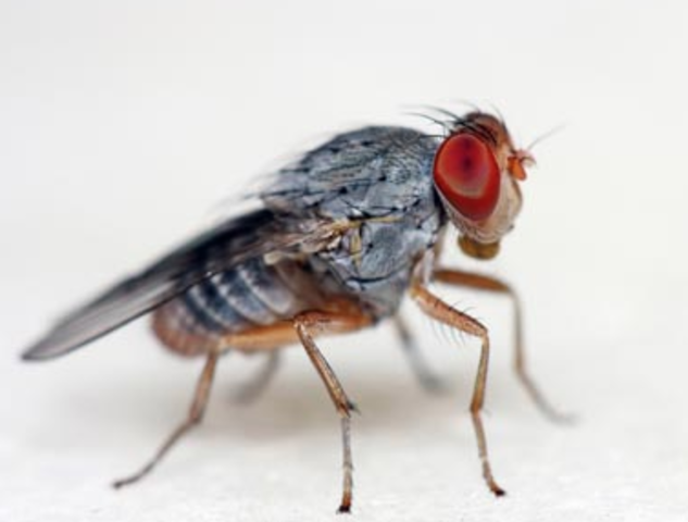 Fruit Flies      (Juana)