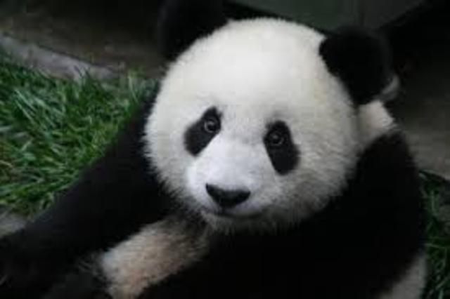 J'ai un ours panda