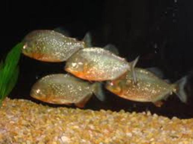 Mon quatrièmme poisson