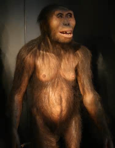 australopithecus anamensis