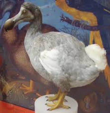 Dodo - Raphus cucullatus