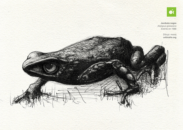 Jambato Negro -  Atelopus ignescens