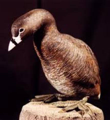 Pato de las Marianas - Anas poecilorhyncha