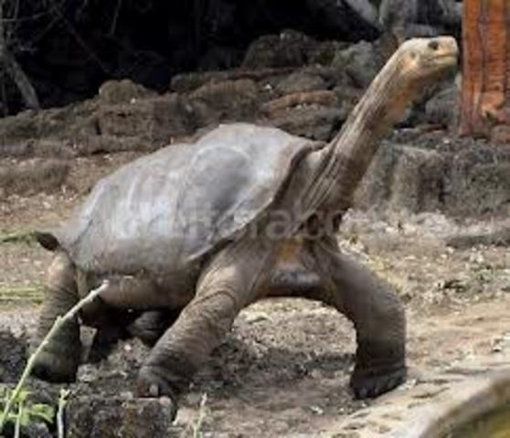 solitario George .  Chelonoidis abingdonii,