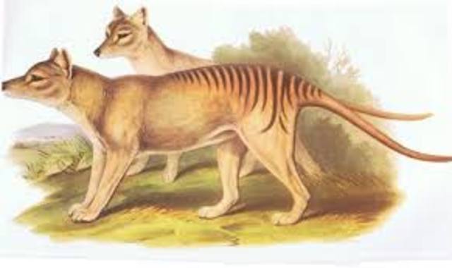 Tigre de Tasmania - Thylacinus cynocephalus