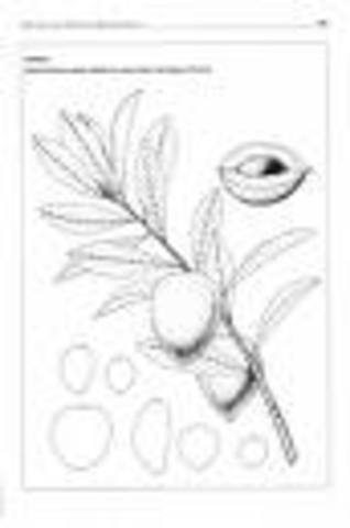 Caimo - Pouteria Pomyfera