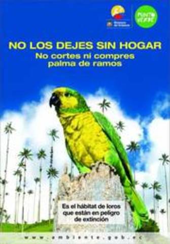 palma de cera - ceroxylon