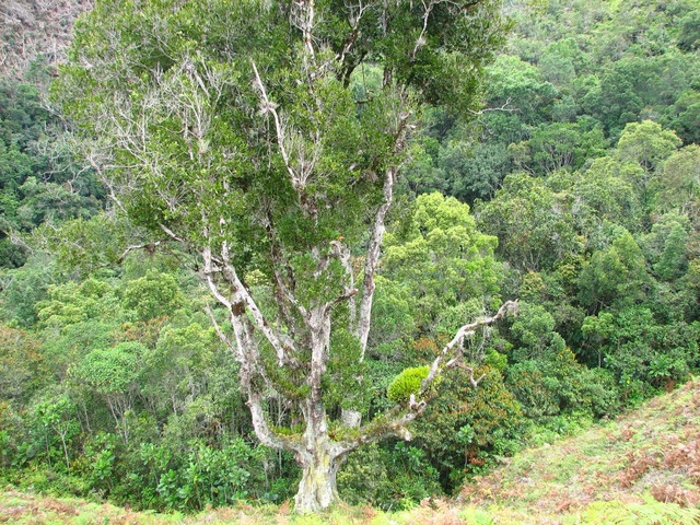 comino crespo - aniba perutilis