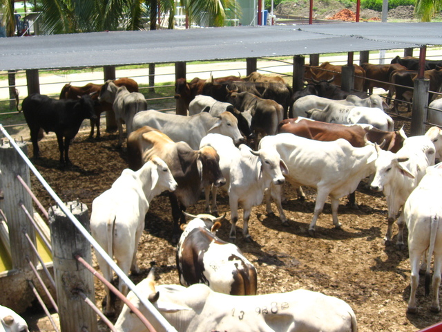 Ampliación de capacidad instalada sacrificio bovino