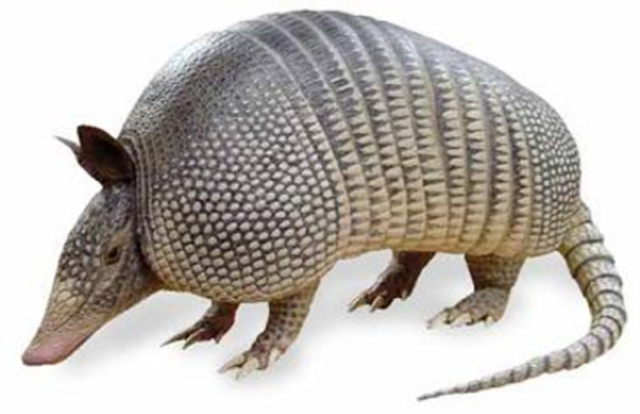 ARMADILLO GIGANTE