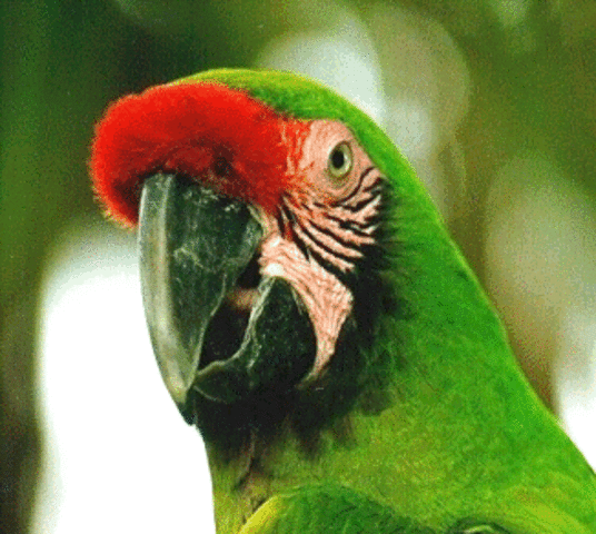 GUACAMAYO VERDE