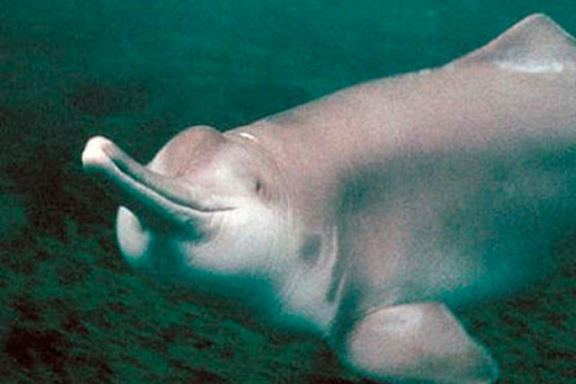 Delfín de Río Chino