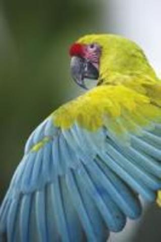 GUACAMAYO VERDE MAYOR