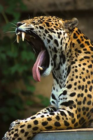 JAGUAR