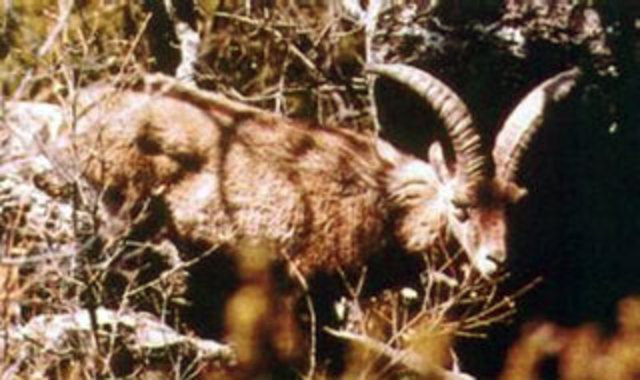 Bucardo o Cabra Montés de los Pirineos