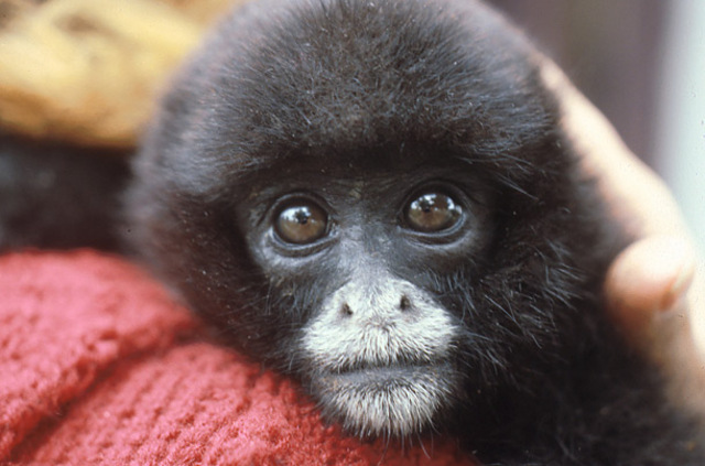 MONO CHORO DE COLA AMARILLA