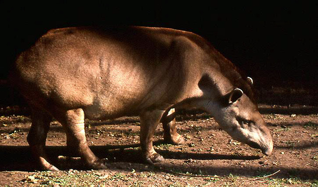 TAPIR