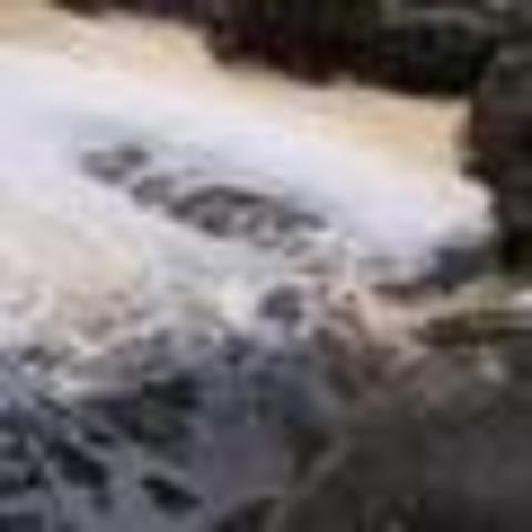 National Coast Anti Pollution League