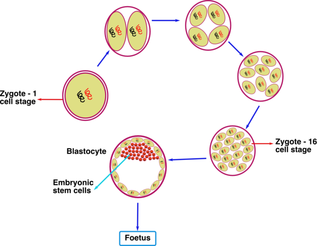 Right after conception