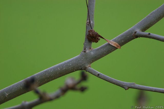 "Cave, Magister, Iacobus virgam tenet et vult verberare te! Vita virgam!"