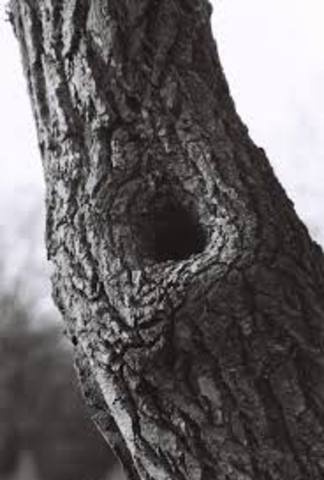 Jem and Scout continue to find gifts in the Radley Tree