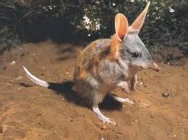 BANDICOOT DE PIES DE CERDO