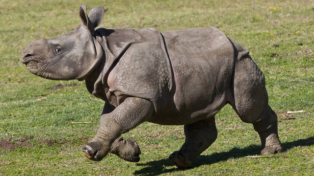 Rinoceronte Negro de África Occidental