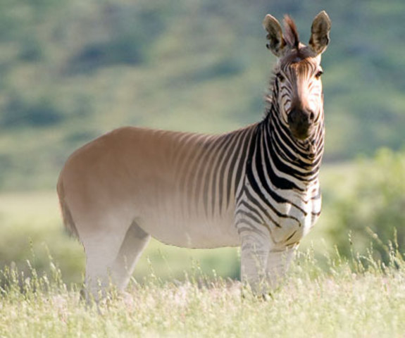 Quagga.