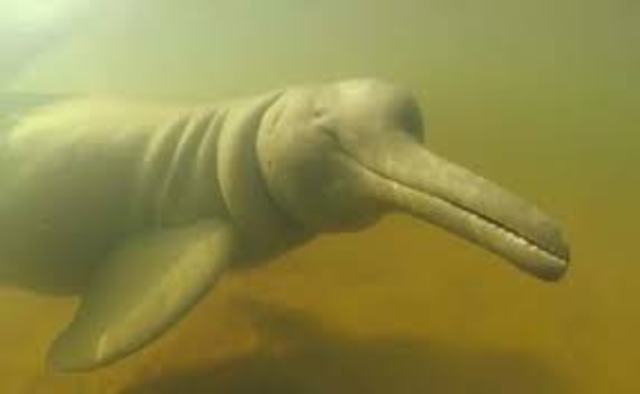 DELFIN DE RIO CHINO O BAIJI