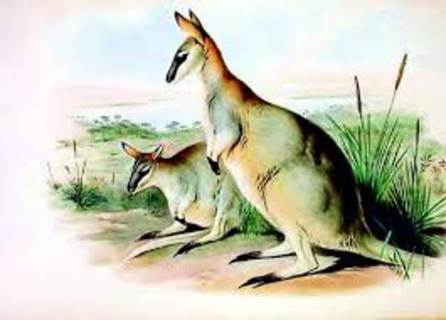 Toolache Wallaby.