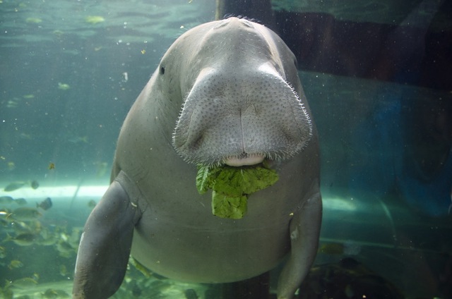 Dugong de Steller