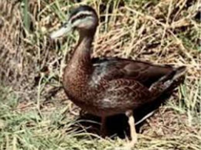 PATO DE LAS MARIANAS