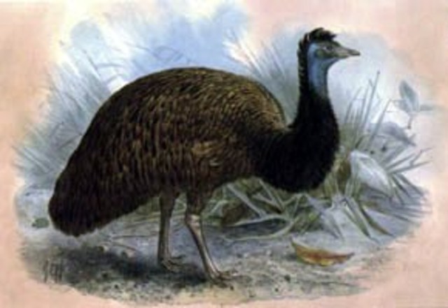 Emu negro.