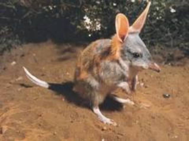BILBY MENOR