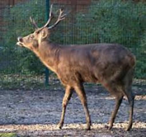 CIERVO DE SCHOMBURGK