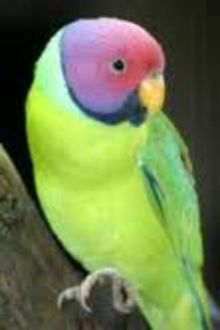 COTORRA DE LAS CAROLINAS