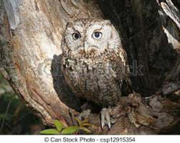 BUHO DE NUEVA ZELANDA