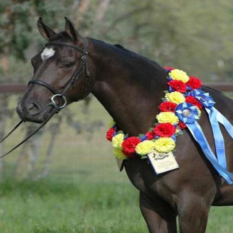 Tandem, civis praeclarus Iacobum audit et tradebat equum.