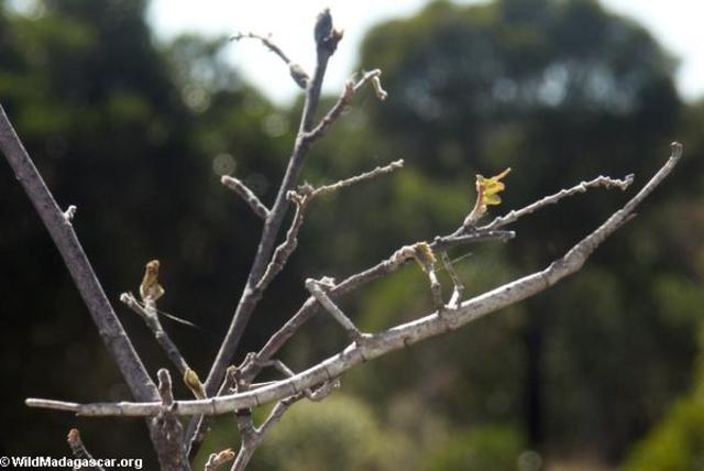 “Quam molestus tu es!”  dicebat Magister Kless.  Tum Iacobus Bauer iubebat rusticos verberare Magistrum!  Sed unus rusticus clamat, “Cave, Magister, Iacobus virgam tenet et vult verberare te!  Vita virgam!”