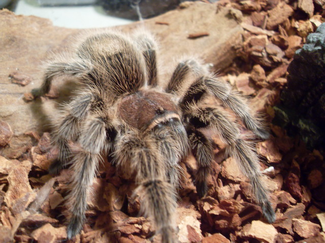 Bought a pet tarantula!!