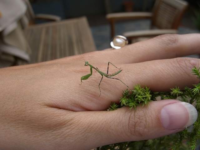 Got a baby praying mantis!!