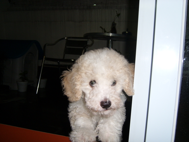 I got my dog called CJ!!!