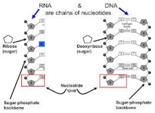 Marianne Grunberg Manago and Severo Ochoa Nucleic Acid