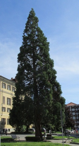 Redwood tree Pinerolo Marconi square Italy