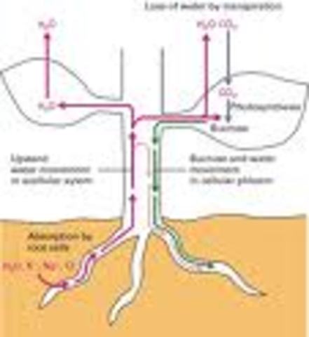 2. Water comes into the leaf from the roots