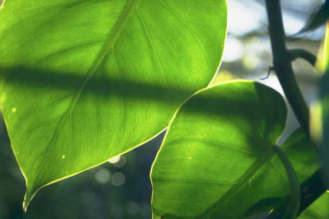 3. Sunlight strikes the surface of the leaf and its energy is trapped by the chlorophyll.