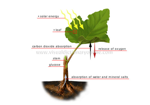 5. The hydrogen joins with the carbon dioxide to make food for the plant.