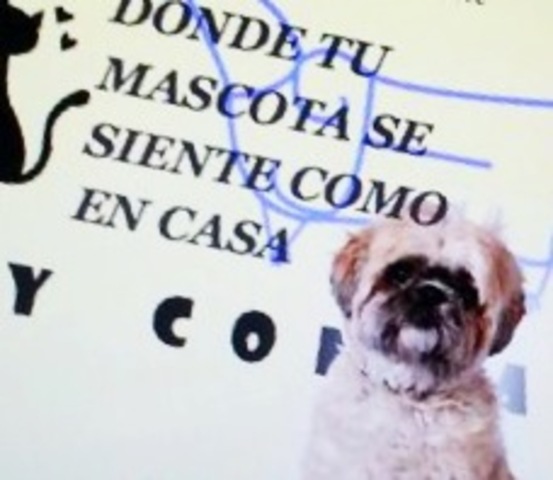 Se crea el LEMA de PET COMPANY