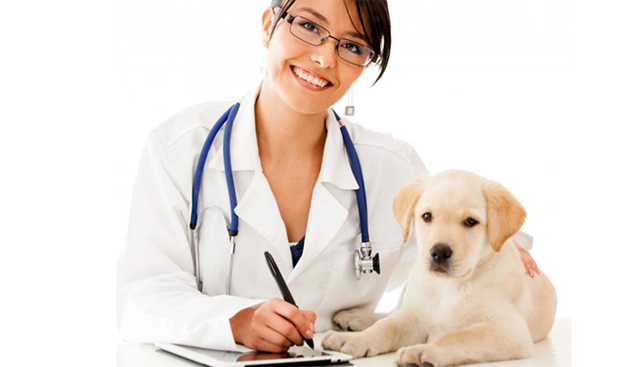 Veterinarios en PET COMPANY