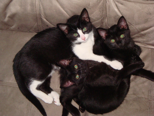My Three New Kittens
